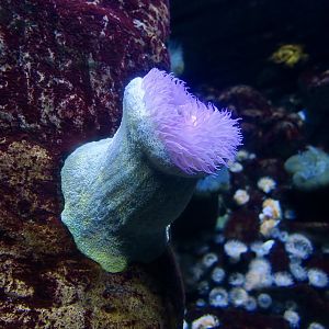Sandy Anemone (Bunodactis reynaudi)