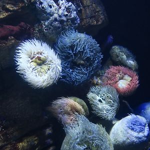 False Plum Anemone (Pseudactinia flagellifera)