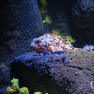 Small Red Scorpionfish (Scorpaena notata)