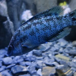 Azores Wrasse (Symphodus caeruleus)