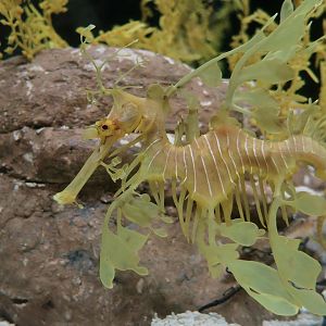 Leafy Sea Dragon (Phycodurus eques)