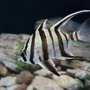 Old Wife (Enoplosus armatus)