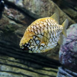 Pineapplefish (Cleidopus gloriamaris)