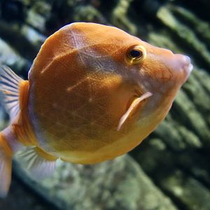 White-Barred Boxfish (Anoplocapros lenticularis)