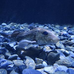 Spotted Ratfish (Hydrolagus colliei)