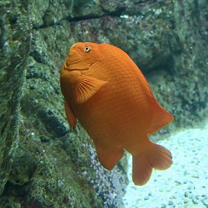 Garibaldi Damselfish (Hypsypops rubicundus)