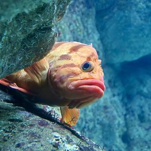 Tiger Rockfish (Sebastes nigrocinctus)