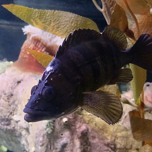 Treefish (Sebastes serriceps)