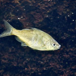 Shiner Perch (Cymatogaster aggregata)