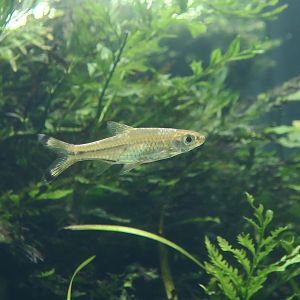 Scissortail Rasbora (Rasbora trilineata)