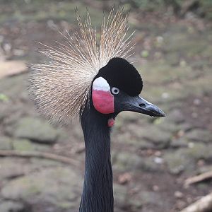 Western black-crowned crane (Balearica pavonina pavonina)