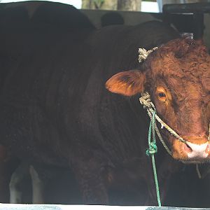 Limousin (Bos primigenius taurus)