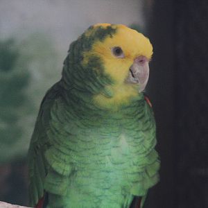 Double yellow-headed amazon (Amazona oratrix oratrix)