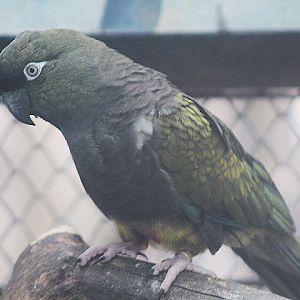 Southern burrowing parrot (Cyanoliseus patagonus patagonus)