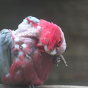Eastern galah (Eolophus roseicapilla albiceps)