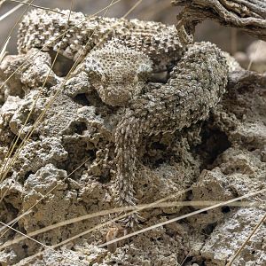 Spider-tailed horned viper (Pseudocerastes urarachnoides)