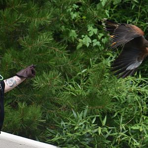 Aug. 2025 - Wings of Wonder - Harris's Hawk