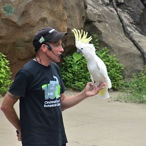 Aug. 2025 - Wings of Wonder - Sulphur-crested Cockatoo (Sydney)