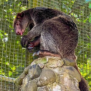 Unijo Kelabu / Grizzled Tree Kangaroo (Dendrolagus inustus)