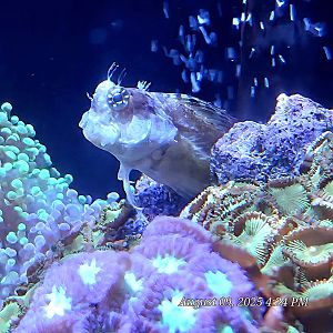 I think this is a Lawnmower Blenny,  but I'm not really sure.
