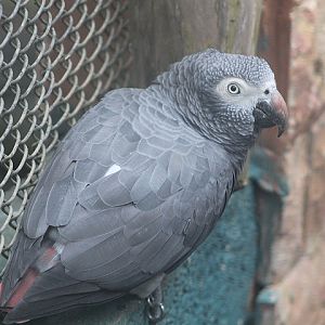 Timneh parrot (Psittacus timneh timneh)