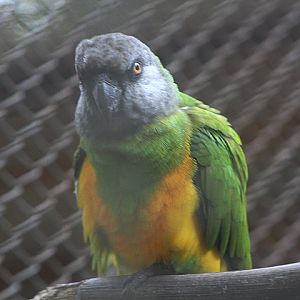 Yellow-bellied Senegal parrot (Poicephalus senegalus senegalus)