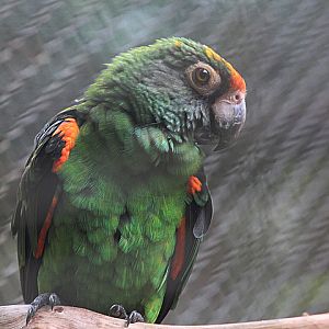 Jardine's red-fronted parrot (Poicephalus gulielmi gulielmi)