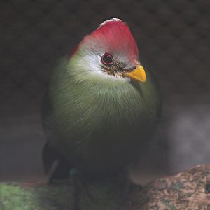 Red-crested turaco (Tauraco erythrolophus)