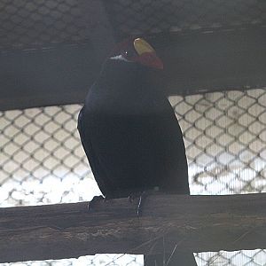 Violet turaco (Tauraco violaceus)