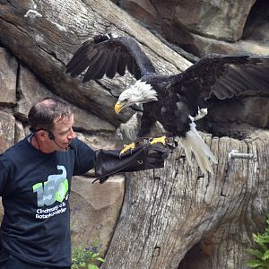 Aug. 2025 - Wings of Wonder - Bald Eagle (Sam)