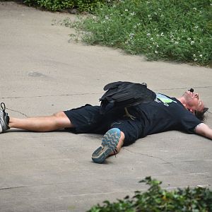 Aug. 2025 - Wings of Wonder - Black Vulture