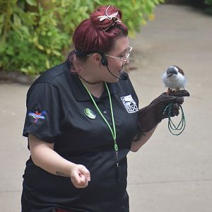 Aug. 2025 - Wings of Wonder - African Pygmy Falcon