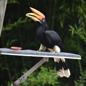 Aug. 2025 - Wings of Wonder - Rhinoceros Hornbill (Teri)