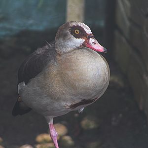 Egyptian goose (Alopochen aegyptiaca)