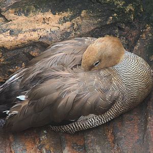 Ruddy-headed goose (Chloephaga rubidiceps)