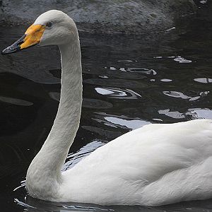 Whooper swan (Cygnus cygnus)