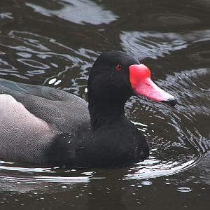Rosy-billed pochard (Netta peposaca)
