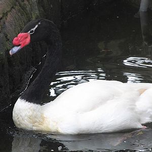 Black-necked swan (Cygnus melancoryphus)