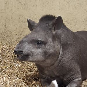 Lowland Tapir (Experience)