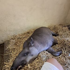 Lowland Tapir (Experience)