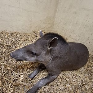 Lowland Tapir (Experience)