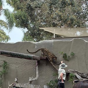 Howie San - Ambassador Clouded Leopard
