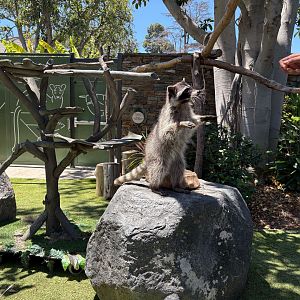 Skipper the Ambassador Raccoon