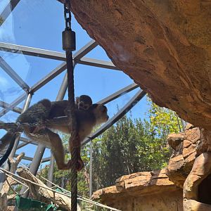 Baby Squirrel Monkey - Born 7/10