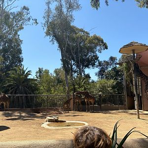 Tender Moment Between Sabah (Mom) and Unnamed Calf