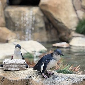 Cincinnati Zoo - Roo Valley - Little Blue Penguin exhibit