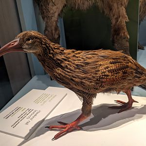 Reconstruction of Hawkins' Rail (Diaphorapteryx hawkinsi)