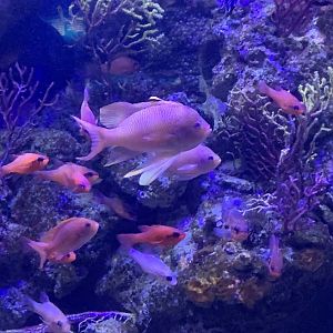 Swallowtail seaperch