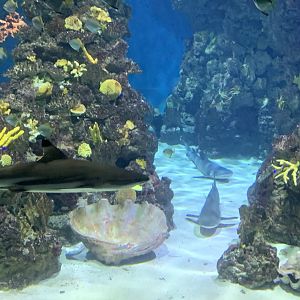 Reef sharks