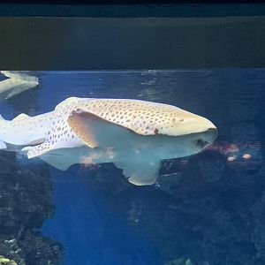 Zebra shark